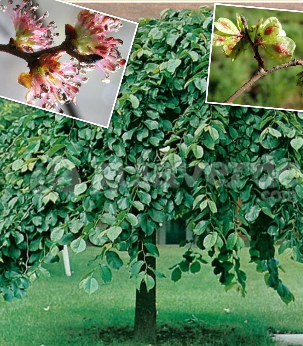 Elm Tree Seeds - 25+ Organic Heirloom Seeds - Ulmus americana - Harvested 03/2025