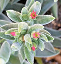 Succulent Crassula 'Moon Glow' 2-4" Live Plant Fuzzy Teardrop Leaves Crassula mesembryanthemoides