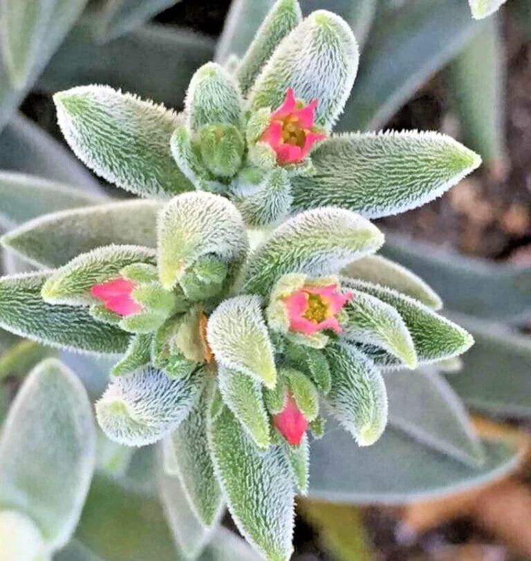 Succulent Crassula 'Moon Glow' 2-4" Live Plant Fuzzy Teardrop Leaves Crassula mesembryanthemoides