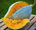 Giant Blue Hubbard Sweet Squash Seeds - 10+ Heirloom Non-GMO - Rare Variety - Cucurbita maxima