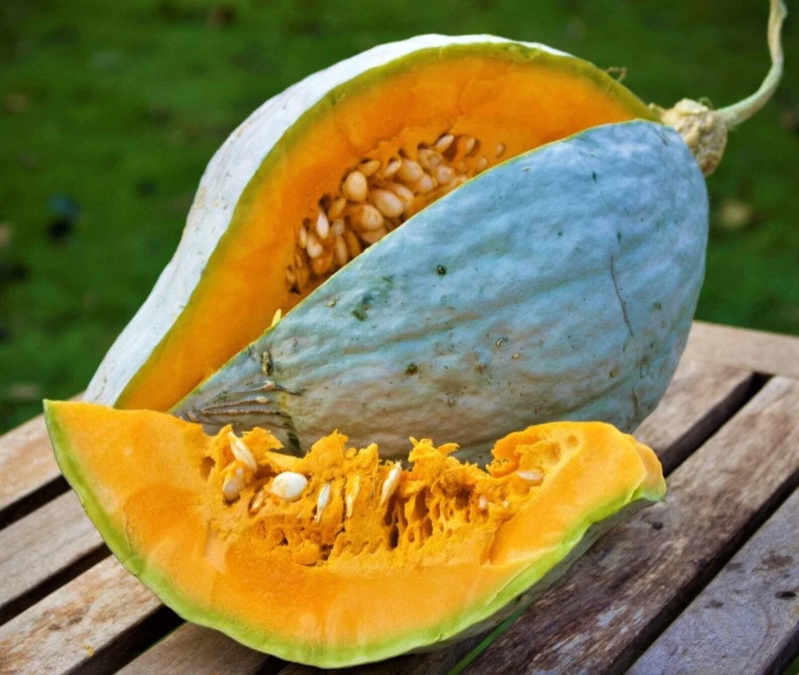 Giant Blue Hubbard Sweet Squash Seeds - 10+ Heirloom Non-GMO - Rare Variety - Cucurbita maxima