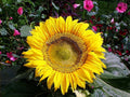 Sunflower Seeds - 45 Pack Sunspot Dwarf Yellow - Helianthus annuus - Buy 15 Ships Free