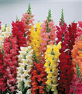 Snapdragon Seeds MAXIMUM Mix 250+ Seeds Bright Colors Antirrhinum majus
