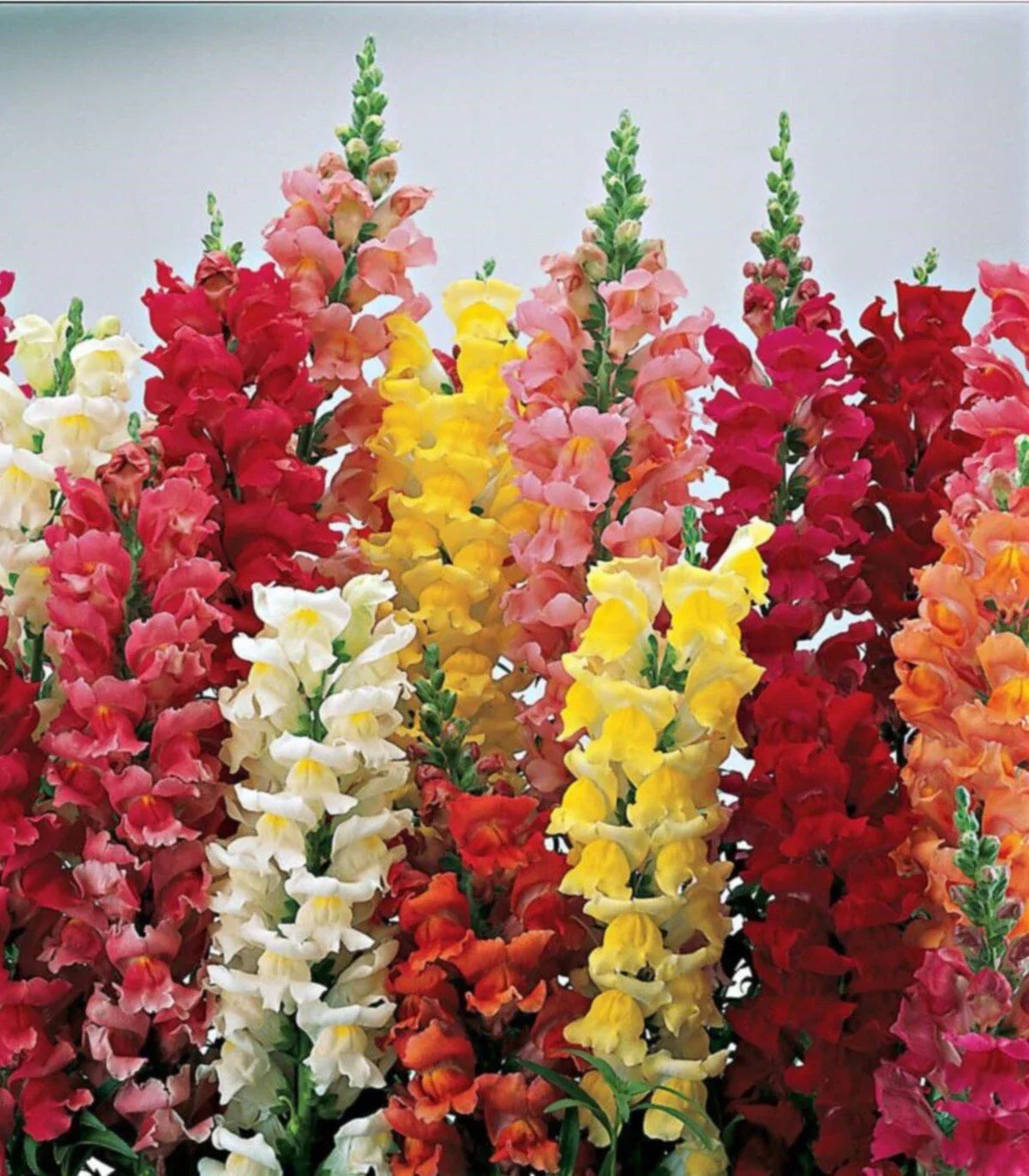 Snapdragon Seeds MAXIMUM Mix 250+ Seeds Bright Colors Antirrhinum majus