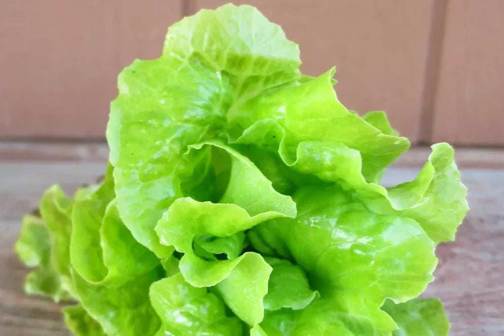 Tom-Thumb Leaf Lettuce Seeds - Heirloom Variety for Home Gardening - Lactuca sativa