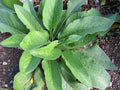 Russian Comfrey Root Cuttings 5+ Pack, Bocking 14 Variety, Beyond Organic, 3/4-1.5 Inch Long, Medicinal Plant