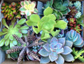 Assorted Succulent Cuttings - 45 Pieces - Various Sizes & Varieties - Free Shipping - Ideal for Plant Lovers