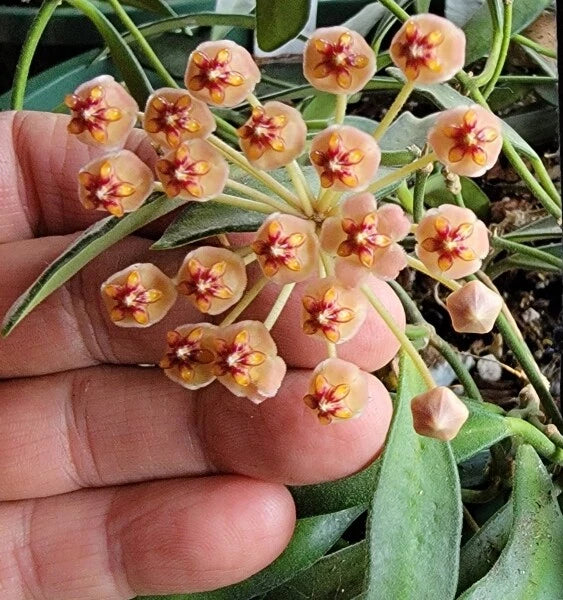 Hoya Cutting - Unrooted Rare Wax Vine - Hoya aff. burtoniae