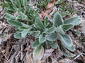 Lambs' Ear Baby Starter Plants - 3x Bare Root - Stachys byzantina - Easy Care Perennial Ground Cover