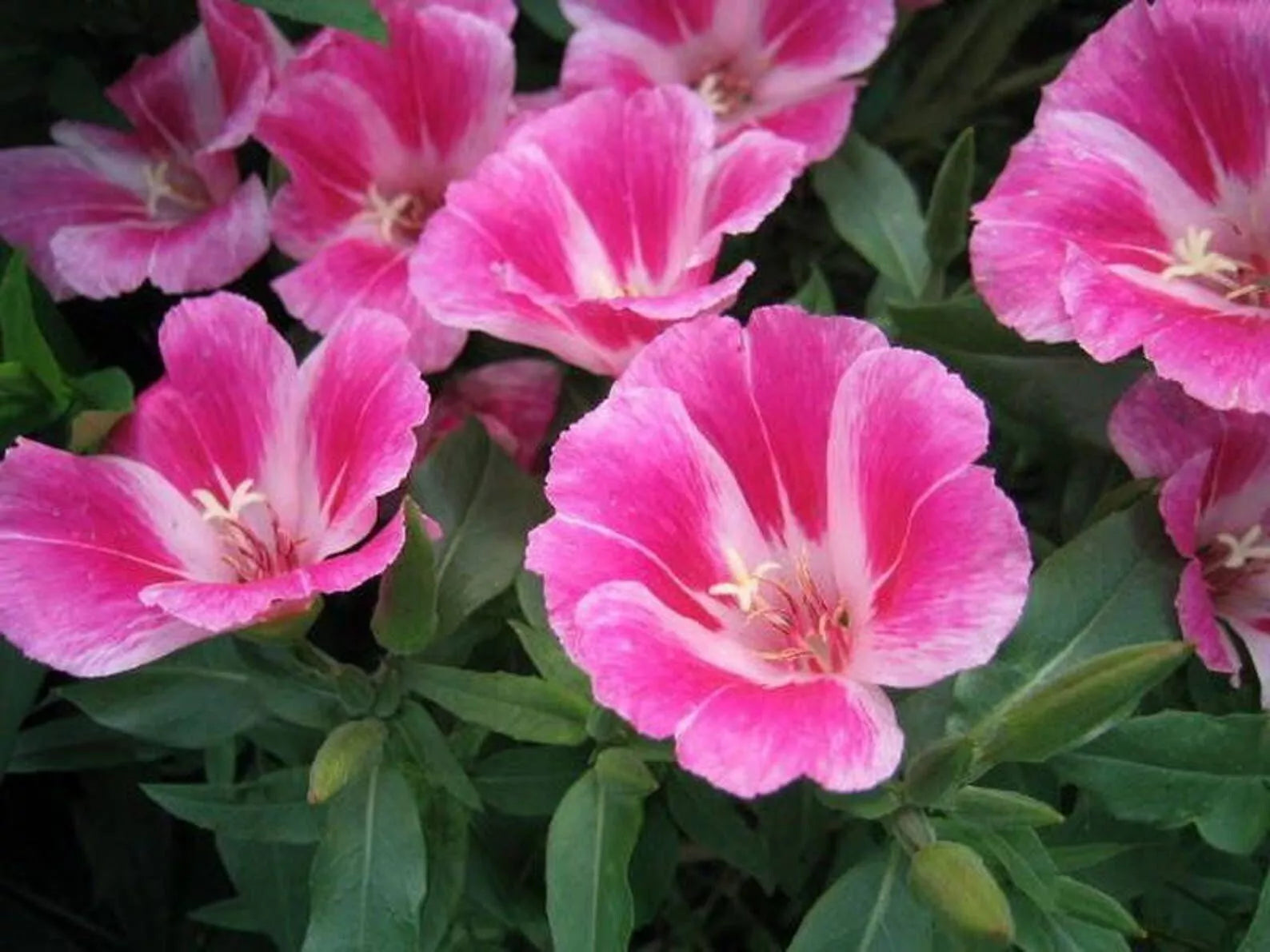 Clarkia Farewell to Spring Seeds - 300+ Godetia Amoena Annual Flower Seeds - USA Grown, Free Shipping