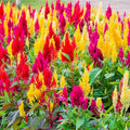Pampas Plume Mix Celosia Seeds - Rainbow Colors for 2025 Planting - Celosia argentea Plumosa