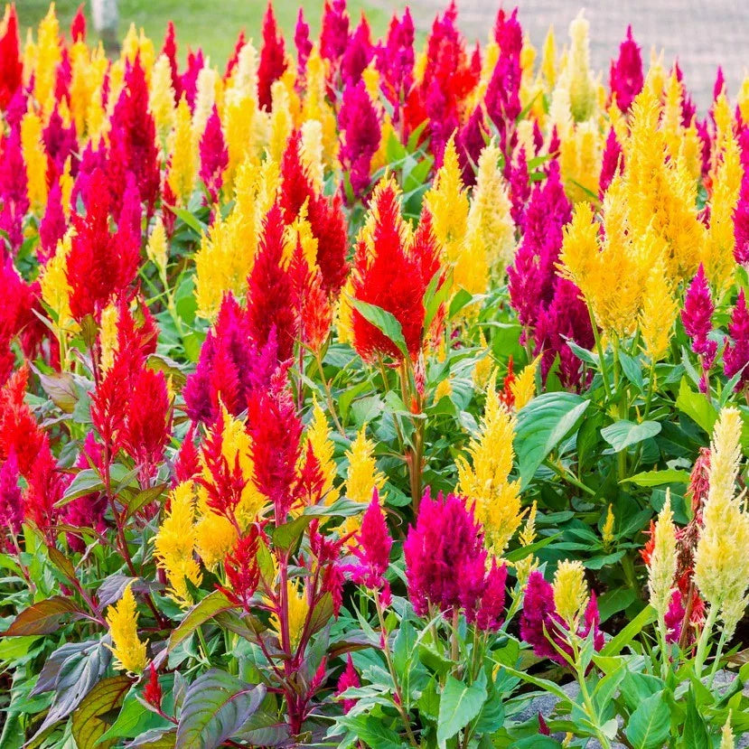 Pampas Plume Mix Celosia Seeds - Rainbow Colors for 2025 Planting - Celosia argentea Plumosa
