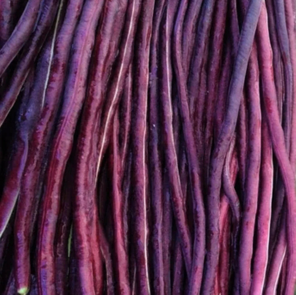Purple Mart Yard Long Bean Seeds - Red Asparagus Edamame Cowpea - Asian Seed 2025 - Non-GMO, Heirloom Variety