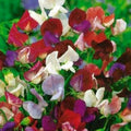 Sweet Pea Seeds - 39 Count Old Spice Mix - Lathyrus odoratus - Non-GMO, Heirloom Variety, Colorful Garden Blooms
