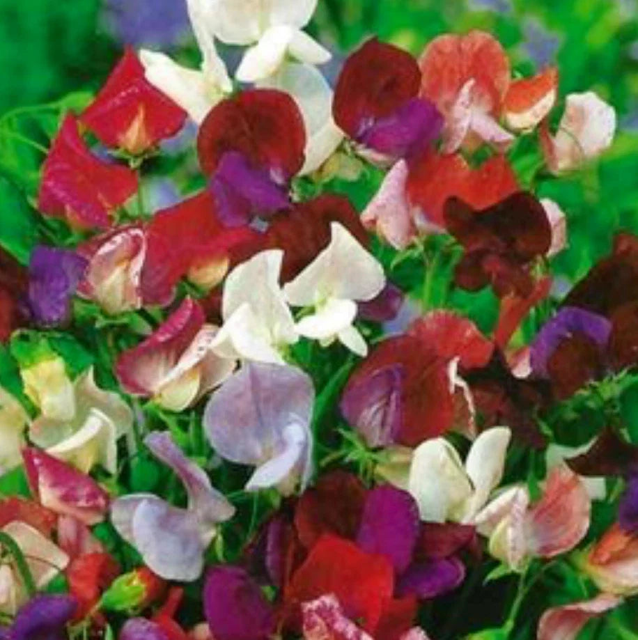Sweet Pea Seeds - 39 Count Old Spice Mix - Lathyrus odoratus - Non-GMO, Heirloom Variety, Colorful Garden Blooms