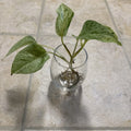 Pothos Cutting with Roots - Marble Queen Variety - Epipremnum aureum