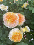 MOLINEUX Live Rose Cuttings 5-8" Long, David Austin, Unrooted Fresh Cuttings, 3 Stems
