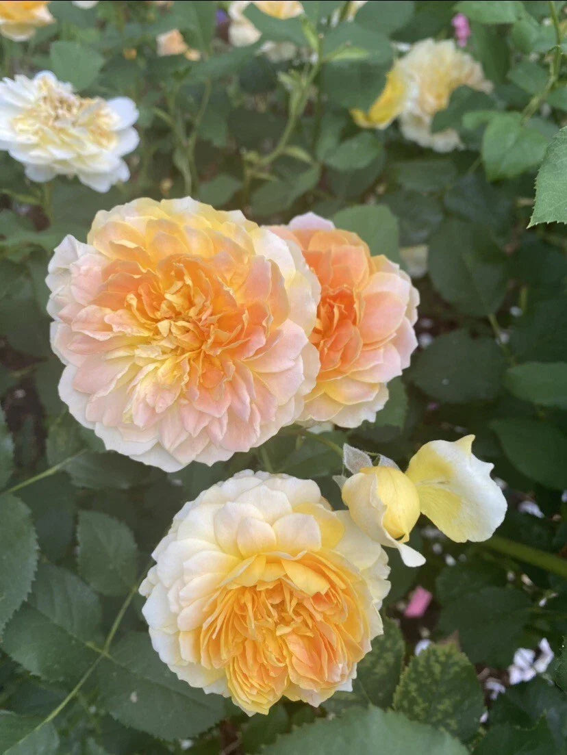 MOLINEUX Live Rose Cuttings 5-8" Long, David Austin, Unrooted Fresh Cuttings, 3 Stems