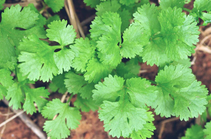 Cilantro Seeds 50+ Slow Bolt Coriandrum sativum Culinary Herb for Asian Mexican Dishes Garden Planting