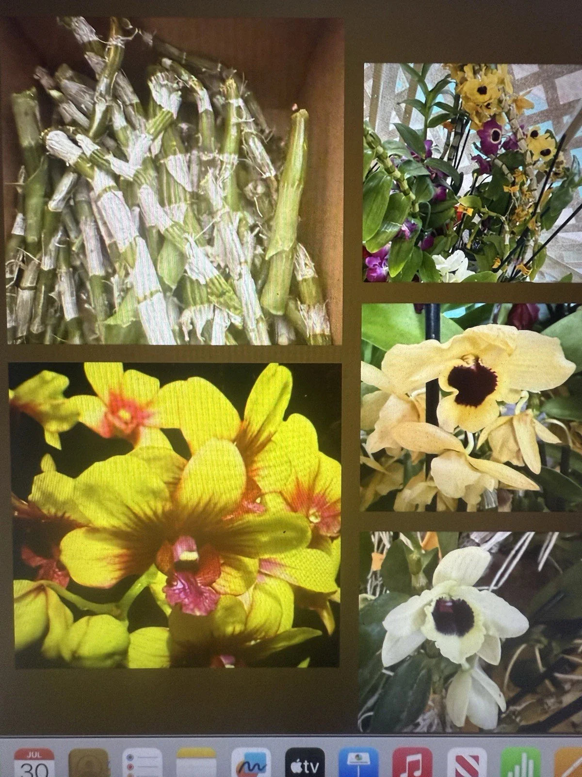 Orchid Plant Stems for Propagation - Dendrobium - 100 No Roots - Perfect for Gardening and Plant Enthusiasts