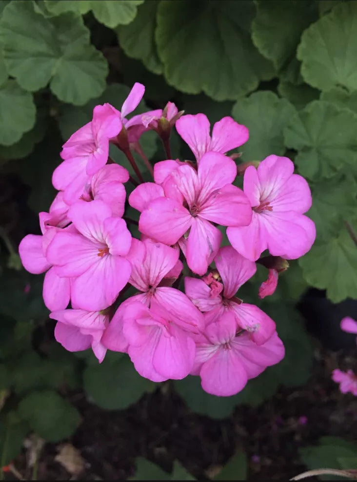 Hardy Pink Flower Geranium Cuttings - 12 Pack - Fragrant Perennial (Pelargonium)