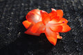 Christmas Cactus Starter Plant - Small Healthy Schlumbergera Truncata - Well Rooted Succulent for Holiday Decor