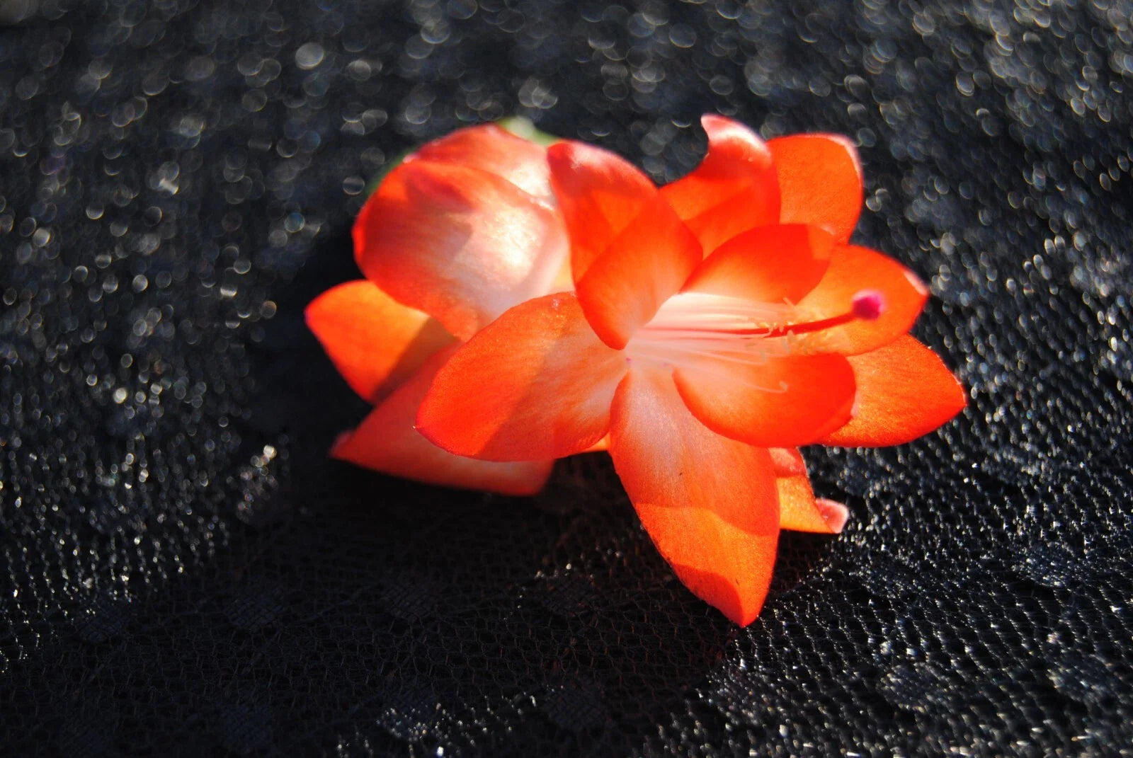Christmas Cactus Starter Plant - Small Healthy Schlumbergera Truncata - Well Rooted Succulent for Holiday Decor