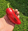 Mammoth Jalapeno Hot Pepper Seeds - 50+ Heirloom Seeds - Fresh and Organic - Capsicum annuum