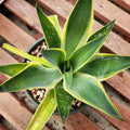 Variegated Agave Blue Flame Starter Plant - US Stock, Fast Shipping - Agave americana var. marginata