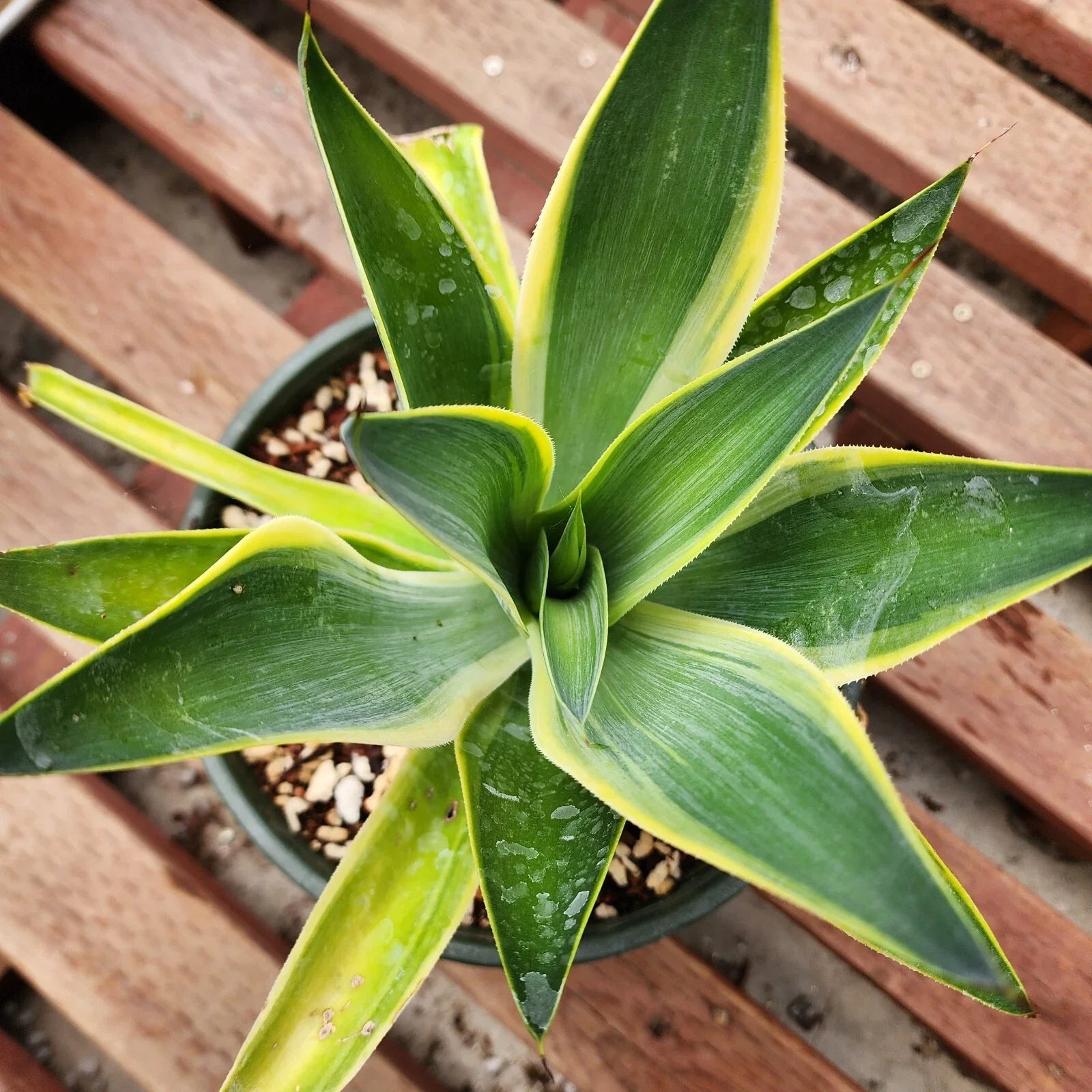 Variegated Agave Blue Flame Starter Plant - US Stock, Fast Shipping - Agave americana var. marginata