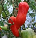Heirloom Tomato Seeds - Jersey Devil Paste Variety - Non-GMO - 30 Seeds - Indeterminate