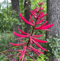 Coral Bean Tree Seeds 10 Pack - Red/Pink Flowers - Erythrina herbacea - Florida Native Hummingbird Plant