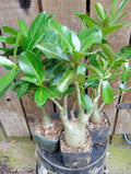 Adenium Desert Rose Plants - Fully Rooted Potted (4 Inch) - Mixed Colors - Adenium obesum