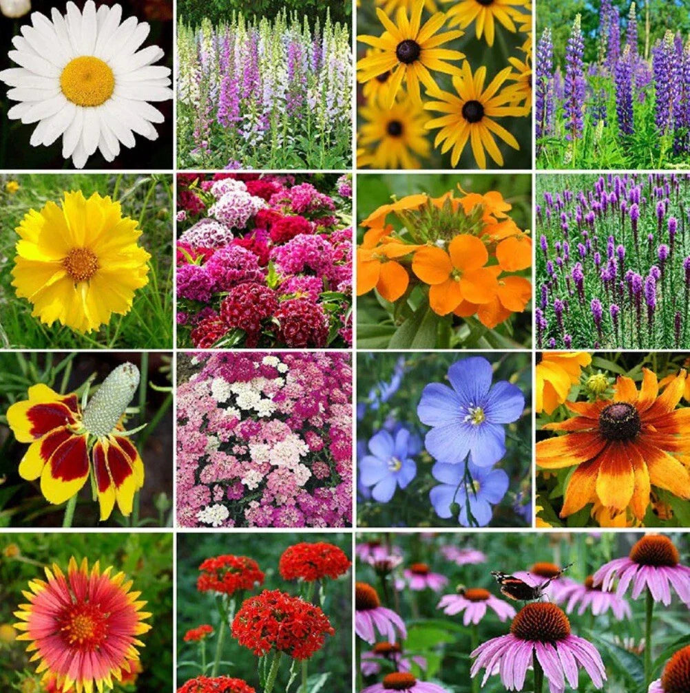 Perennial Wildflower Seed Mix - 1.8g, 19 Varieties - All Natural Flower Seeds for Garden - Native Wildflowers