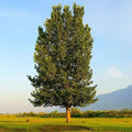 Hybrid Poplar Trees (4 Pack) - Fast Growing, Privacy, Shade, Landscaping - Populus deltoides x Populus nigra