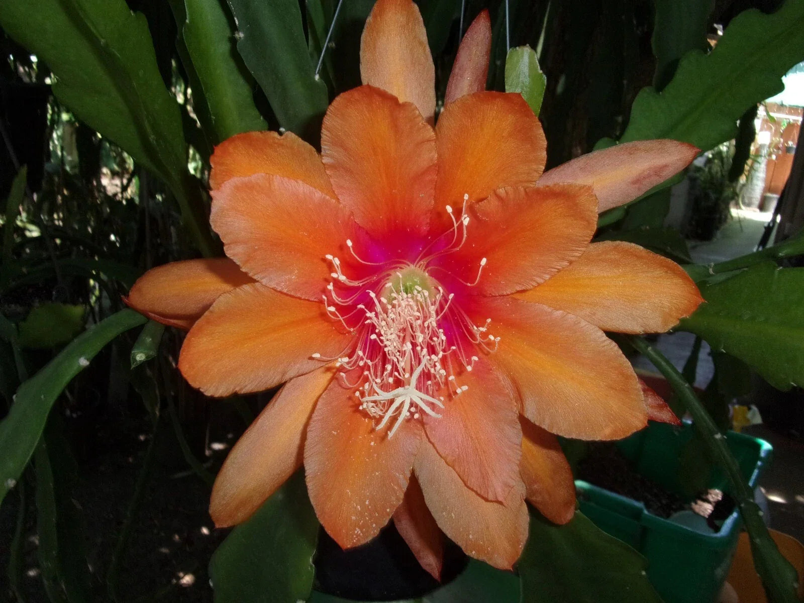 Epiphyllum Orchid Cactus Cutting, "Just Beautiful" Variety, Tropical Houseplant, Perfect for Indoor Gardening