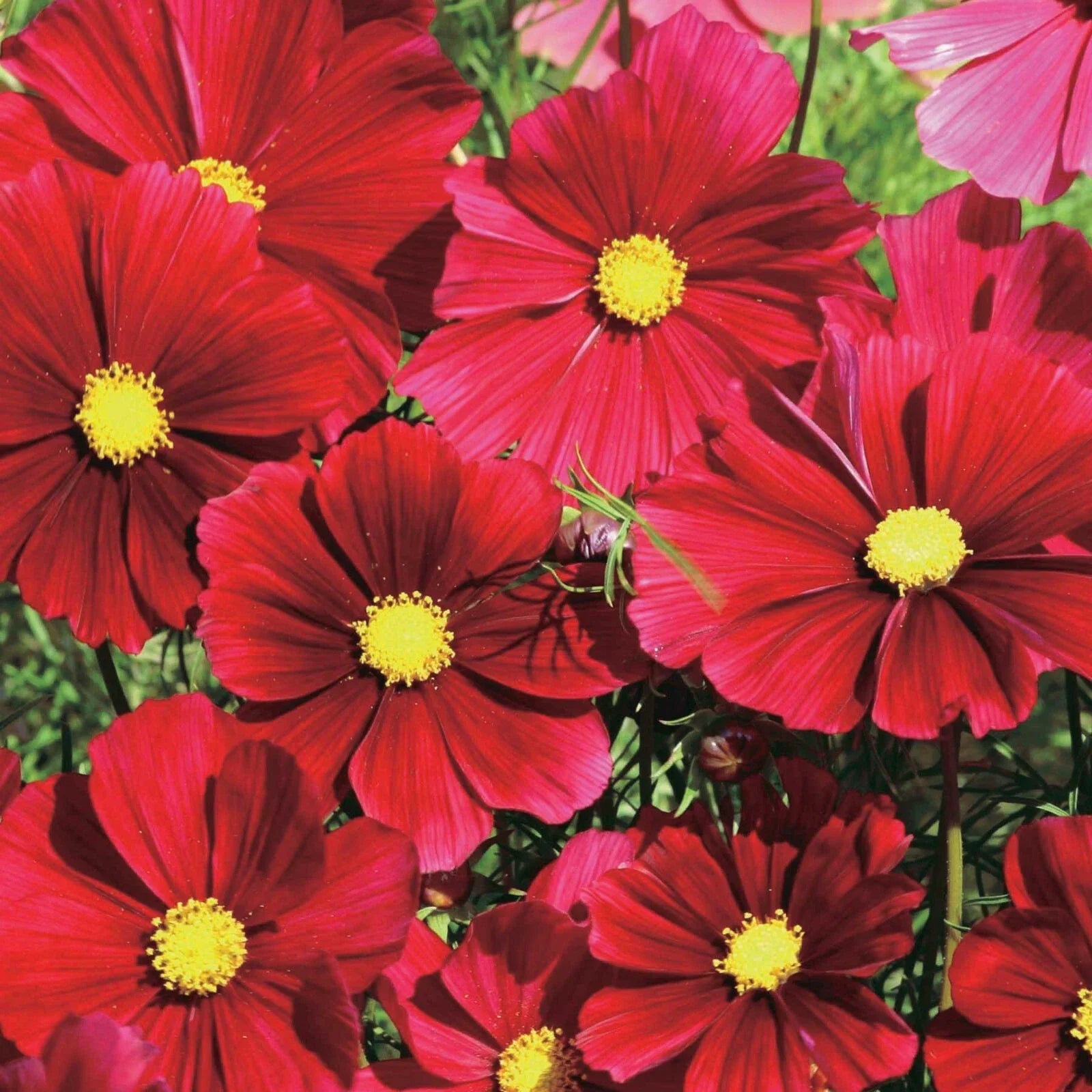 Dazzler Cosmos Seeds - 200+ Pack for Garden Planting - Colorful Annuals - Cosmos bipinnatus - USA Shipping Available