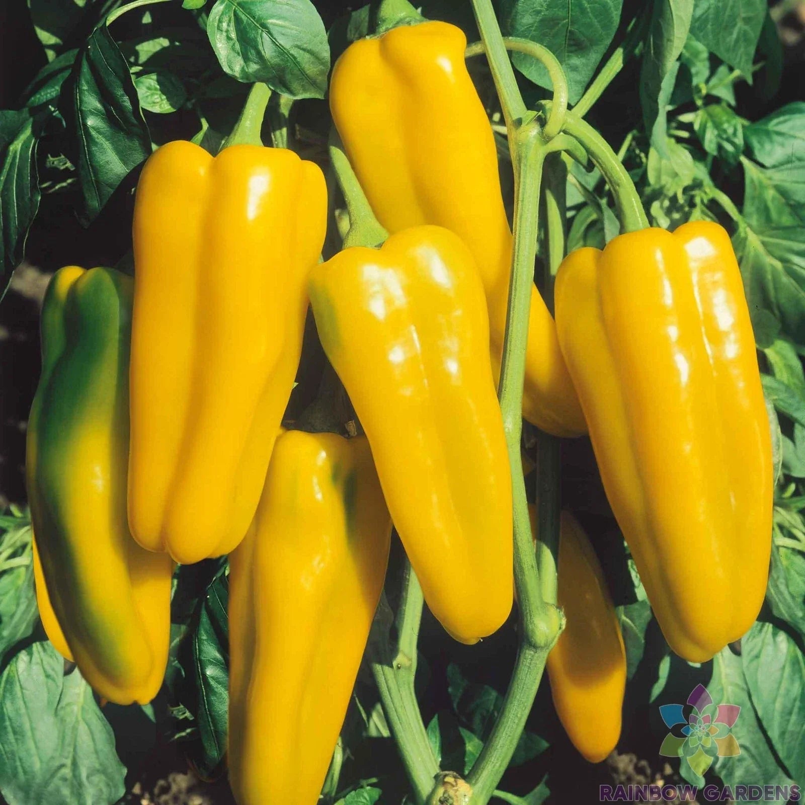 Golden Marconi Sweet Pepper Seeds - 25+ Pack for Garden Planting - Capsicum annuum - USA