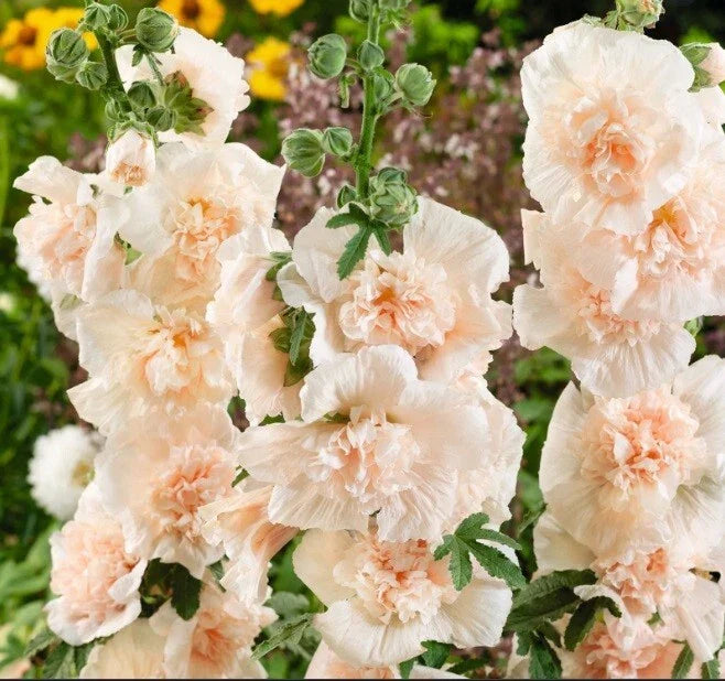 Double Champagne Hollyhock Seeds - 25 Perennial Flower Seeds - Alcea rosea - US Seller