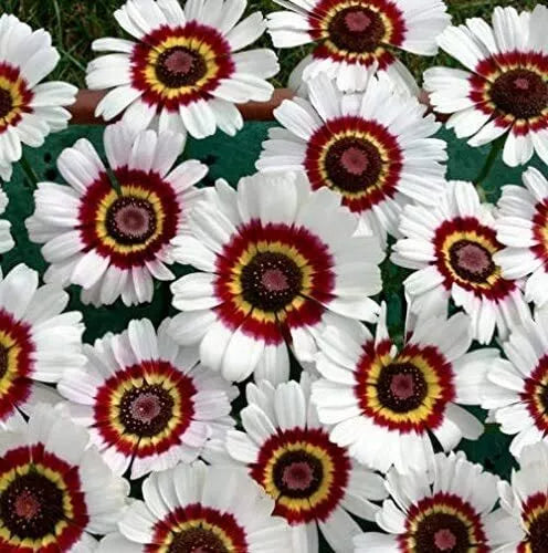 Painted Daisy Flower Seeds - 100 Pack - Chrysanthemum Varieties - Chrysanthemum carinatum
