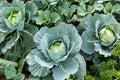 Cabbage Seeds - 400+ Organic Heirloom Non-GMO - All Seasons Variety - Brassica oleracea