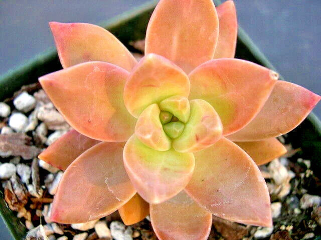 GRAPTOSEDUM "CALIFORNIA SUNSET" - 2" Diameter Rooted Succulent Plants, Colorful Variegated Succulent, Easy Care