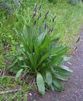 Plantain Seeds 100 Seeds Organic Medicinal Herb Plantago lanceolata