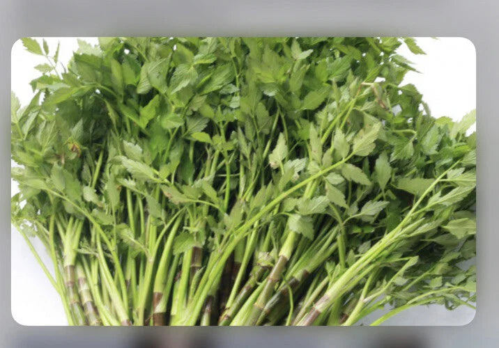 Water Dropwort Minari 10+ Bare Roots | Japanese Parsley | Water Celery | Rau cần nước