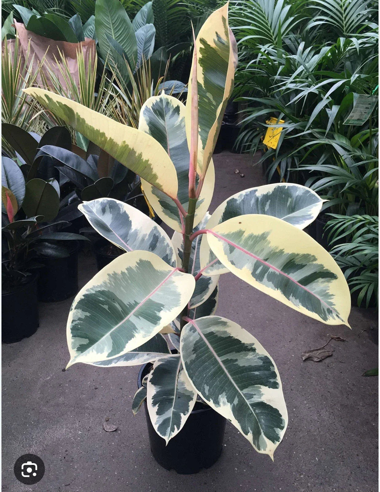 Tineke Rubber Tree Plant - Small Rooted Starter - Ficus elastica - Variegated Green and White Leaves