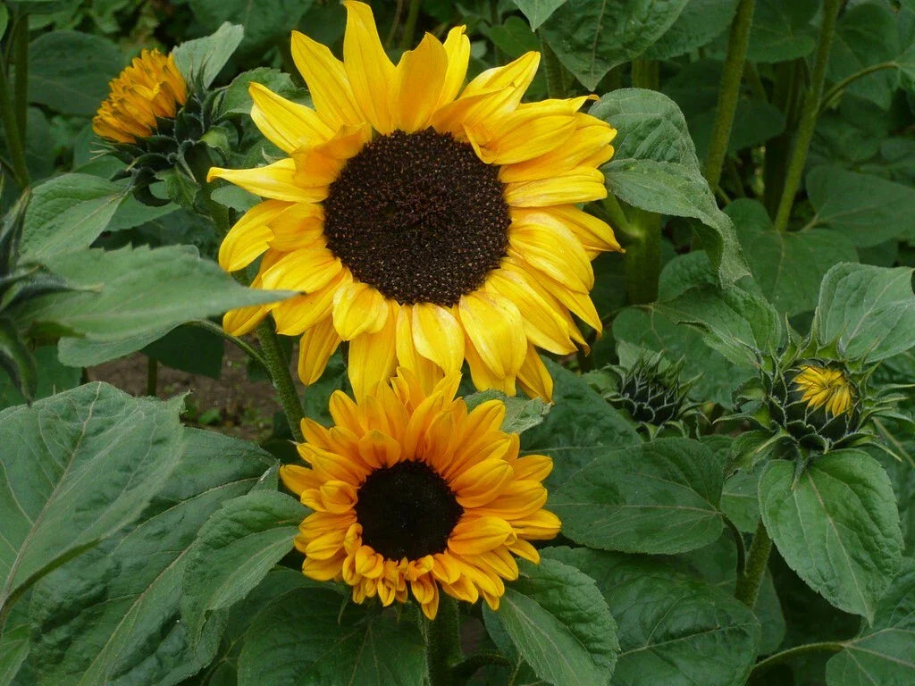 Sunflower Seeds 50 Pack Soraya Variety Fresh Seeds Helianthus annuus