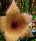 XLARGE Stapelia Gigantea Cutting - Lifesaver Plant - Huge 6" Flower - 6" Long Cutting