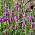 Purple Prairie Clover Seeds - 500 Count - Wildflower Perennial Seeds (Dalea purpurea) - Free Shipping