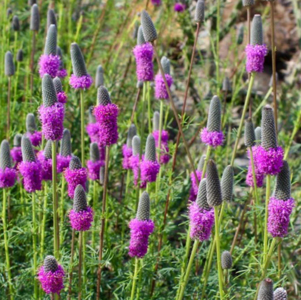Purple Prairie Clover Seeds - 500 Count - Wildflower Perennial Seeds (Dalea purpurea) - Free Shipping