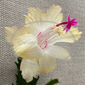 Thanksgiving/Christmas Cactus Cuttings - Schlumbergera "CHELSEA" - No Roots - Perfect for Holiday Decor